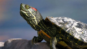 Red ear slider smiling