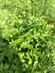 Water Celery close up