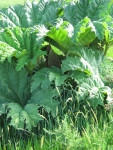 Gunnera