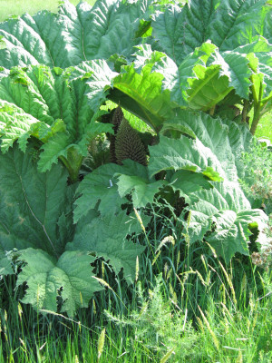 Gunnera