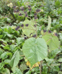 Velvetleaf