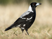 magpie